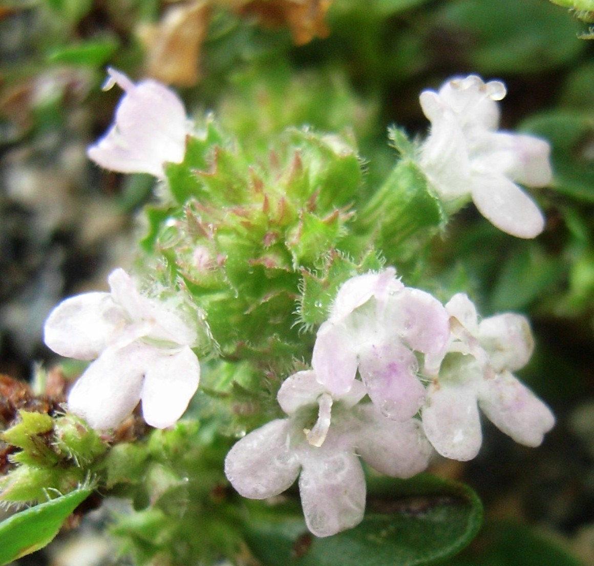 Thymus vulgaris / Timo maggiore